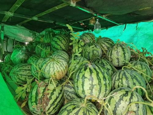 云南哪里可以免费吃瓜,这些地方让你免费畅享夏日清凉 第2张 云南哪里可以免费吃瓜,这些地方让你免费畅享夏日清凉 第2张